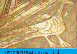 نشانه طاووس